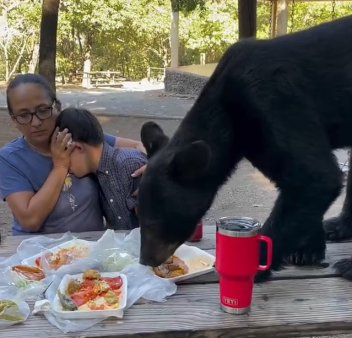 La picnic cu ursul. O familie din Mexic care sarbatorea aniversarea fiului cu sindrom Down, vizitata de un musafir nepoftit care le-a infulecat toata mancarea