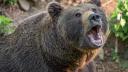 Un urs a ramas prins in sarmele unui gard din padure, in Valcea