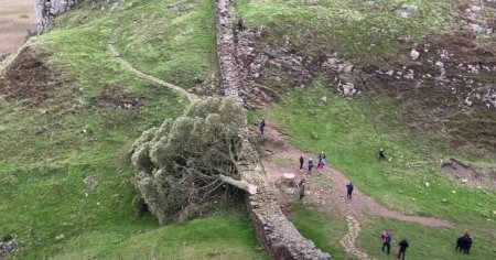 Unul dintre cei mai faimosi copaci din Regatul Unit a fost doborat intentionat VIDEO