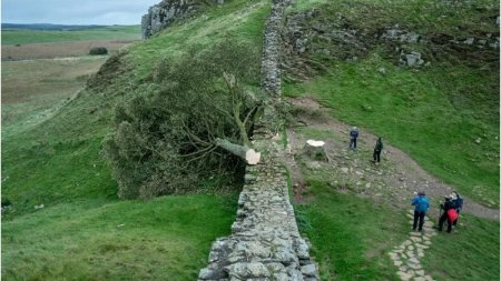 Copacul lui <span style='background:#EDF514'>ROBIN HOOD</span>, un arbore batran de aproape 200 de ani, simbol in Marea Britanie, a fost taiat de niste necunoscuti
