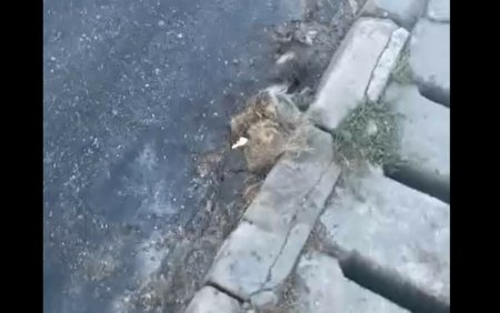 Drumarii au pus asfalt peste un caine pe o sosea din Sibiu
