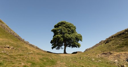 Copacul lui <span style='background:#EDF514'>ROBIN HOOD</span>, taiat de un pusti de 16 ani! Artarul avea 200 de ani si era cel mai fotografiat din Anglia