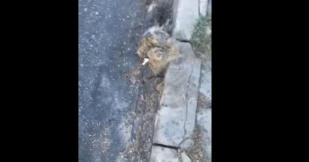 Drumarii au pus asfalt peste un caine mort pe o sosea din judetul Sibiu VIDEO