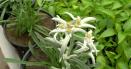 Floarea de colt ar putea fi cultivata in jardinierele si gradinile din Romania
