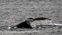 Accident tragic: O balena a lovit barca unor pescari din Australia. Un barbat a murit