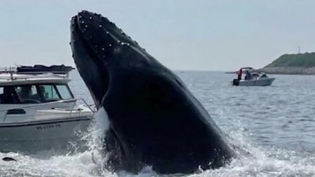 Un barbat a murit dupa ce barca in care se afla a fost lovita de o balena. Un accident <span style='background:#EDF514'>ABSOLUT</span> ciudat