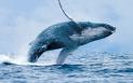 Un mort si un ranit in largul coastei de est a Australiei, dupa ce o balena a lovit un vapor cu motor
