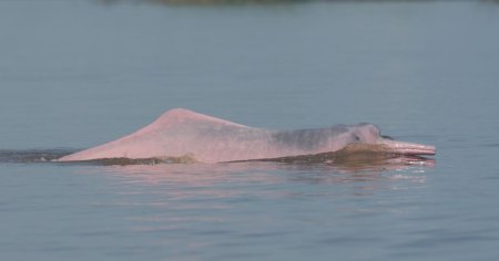 Peste 100 de delfini au fost gasiti morti intr-un lac amazonian, din Br<span style='background:#EDF514'>AZIL</span>ia