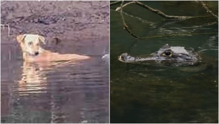 Un caine fara stapan a cazut in rau si crocodilii l-au inconjurat. Ce a urmat intrece orice scenariu de film | VIDEO