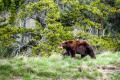 Doua persoane au murit in urma unui atac al unui urs grizzly intr-un parc national din Canada