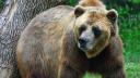 Un urs grizzly a omorat doi oameni intr-un Parc National din Canada