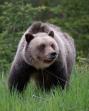 Atacul unui urs grizzly in Parcul National Banff din Canada s-a soldat cu doi morti