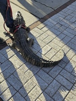 Un barbat a incercat sa-l aduca pe aligatorul sau de sprijin emotional, <span style='background:#EDF514'>WALL</span>y, la un meci de baseball din Philadelphia