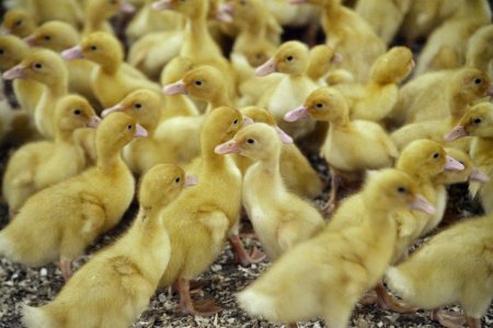Franta isi vaccineaza ratele impotriva gripei aviare