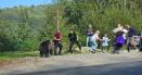 Turisti inconstienti pe Transfagarasan isi risca viata, inclusiv a copiilor, ca sa hraneasca ursii. Ce amenzi sunt VIDEO