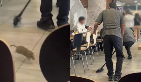 Sobolan de marimea unui pantof gadila clientii unui fast-food extrem de cunoscut si in Romania. Unde a avut loc situatia