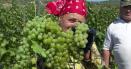 Secretele din spatele vinului  Tamaioasa de Pietroasa, regina licorilor produse in Statiunea Pietroasele FOTO