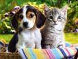 4 octombrie, Ziua Mondiala a Animalelor. Targ de adoptii si demonstratii de dresaj canin la <span style='background:#EDF514'>MUZE</span>ul Antipa