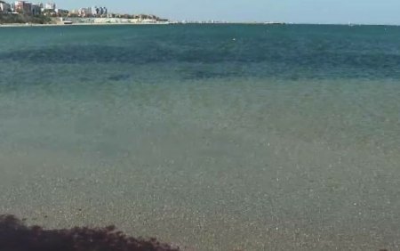Fenomen spectaculos in Marea Neagra. O creatura marina a invadat <span style='background:#EDF514'>LITORALUL ROMANESC</span>, iar apa si-a schimbat culoarea