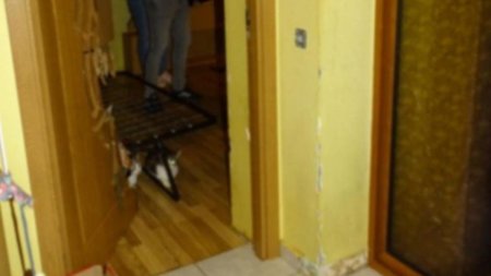Caz inedit in Arges. 41 de pisici au fost gasite intr-un apartament din Pitesti