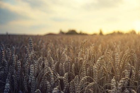 Importurile de cereale ucrainene vor fi permise doar cu un acord de punere pe piata eliberat de MADR