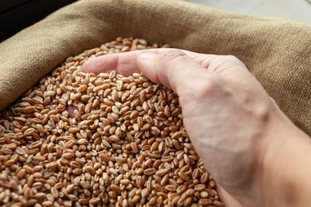 STOP importurilor de cereale din Ucraina. Fermierii romani sunt protejati