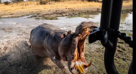 Momentul terifiant in care un hipopotam ataca doi fotografi aflati intr-un safari in Botswana | VIDEO