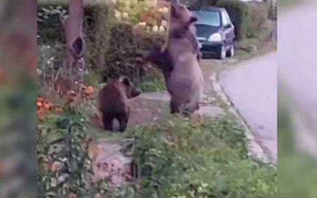 Ursoaica cu doi pui, filmata la <span style='background:#EDF514'>SLANIC MOLDOVA</span>. Animalele salbatice s-au infruptat din cateva mere cazute