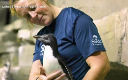 Prima lectie de inot pentru un pinguin cu <span style='background:#EDF514'>CREASTA</span>, de la acvariul din Chicago | VIDEO