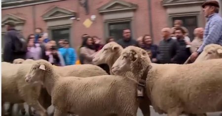 Strazile din Madrid, ocupate de oi manate de ciobani pe vechile rute de transhumanta VIDEO
