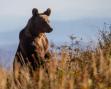 Unde va fi Primul Oras Bear Smart din Romania