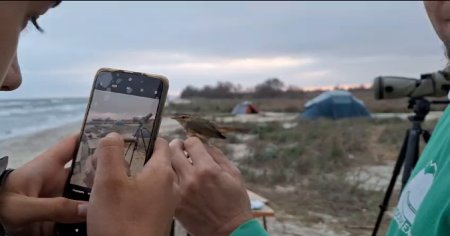 Pitulicea maslinie din Siberia, observata in Delta Dunarii. Pasarea a fost observata in premiera de ornitologi in Romania VIDEO