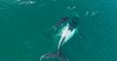 Imagini incredibile cu o balena si <span style='background:#EDF514'>PUIU</span>l ei salvati de delfini VIDEO