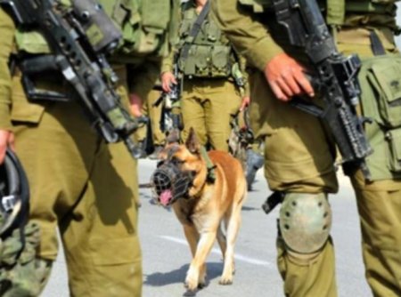 Povestea cainilor de atac pe care armata israeliana i-a trimis in Gaza