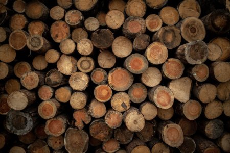Buzoianu: Mafia lemnului, protejata politic, produce prejudicii de miliarde, dar nimeni nu e vinovat