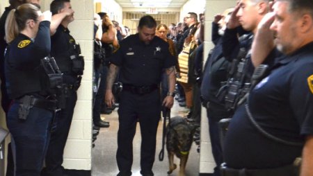 Ofiterii americani i-au adus un ultim omagiu cainelui-politist Candy, care s-a retras din cauza ca avea o boala in faza terminala | VIDEO