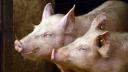 Porcii crescuti in gospodarii nu mai pot fi vanduti. Restrictii si la transportul animalelor