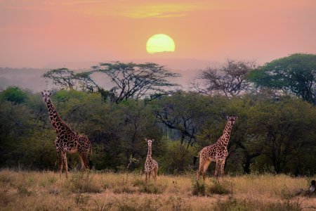 Girafele sunt pe cale de disparitie, avertizeaza <span style='background:#EDF514'>ECOLOGISTII</span>. Cum a ajuns populatia celui mai inalt animal din lume sa se injumatateasca in ultimele trei decenii?