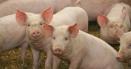 Legea <span style='background:#EDF514'>PORCU</span>lui: In ce conditii ar putea fi cumparati porcii crescuti in gospodarie
