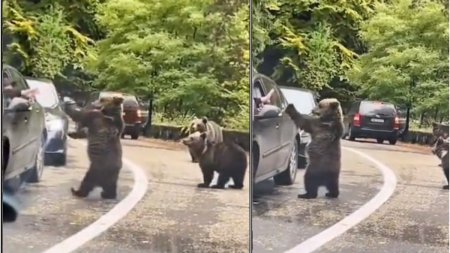 Un sofer a fost filmat cand bate palma cu un urs, pe <span style='background:#EDF514'>TRANSFAGARASAN</span>: Inconstienta totala