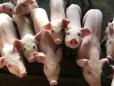 Ministrul Barbu schimba legea cu privire la porcii crescuti in gospodarii