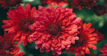 Ce sa pui la radacina crizantemelor pentru o <span style='background:#EDF514'>INFLORIRE</span> abundenta. Numai asa vor creste mari si frumoase