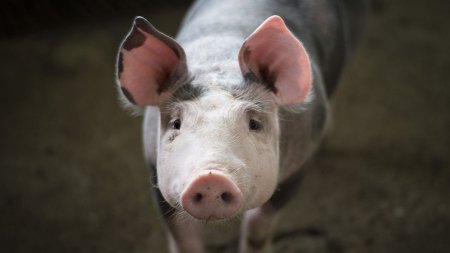 ANSVSA s-a sucit: Romanii pot vinde in continuare porcii crescuti in gospodarie