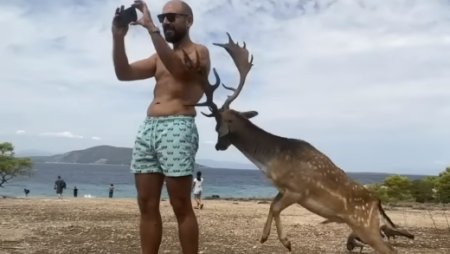 Momentul in care un cerb ataca un turist care a vrut sa-si faca un selfie, in Grecia. Barbatul s-a ales cu mai multe coaste rupte