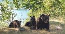 Senatul da liber la vanatoarea de ursi bruni. 500 de exemplare ar putea fi impuscate in 2024
