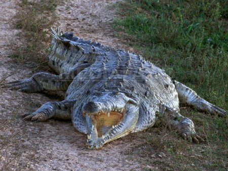 Un fermier a scapat cu viata dupa ce a fost atacat de un crocodil, reusind sa muste reptila