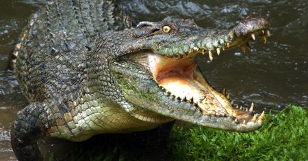 Un fermier din Australia a supravietuit atacului unui crocodil muscand inapoi reptila