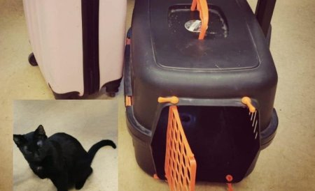 Politia Capitalei cauta proprietarul unui troller si al unei pisici negre, gasite pe Calea Victoriei