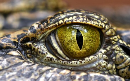 Un australian atacat de un crocodil a scapat dupa ce a muscat animalul de pleoapa: M-a scuturat ca pe o <span style='background:#EDF514'>PAPUSA</span> de carpe