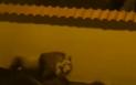 Panica pe strazile din Ladispoli, Italia. Un leu fugit de <span style='background:#EDF514'>LA CIRC</span> a fost filmat cum se plimba nestingherit | VIDEO